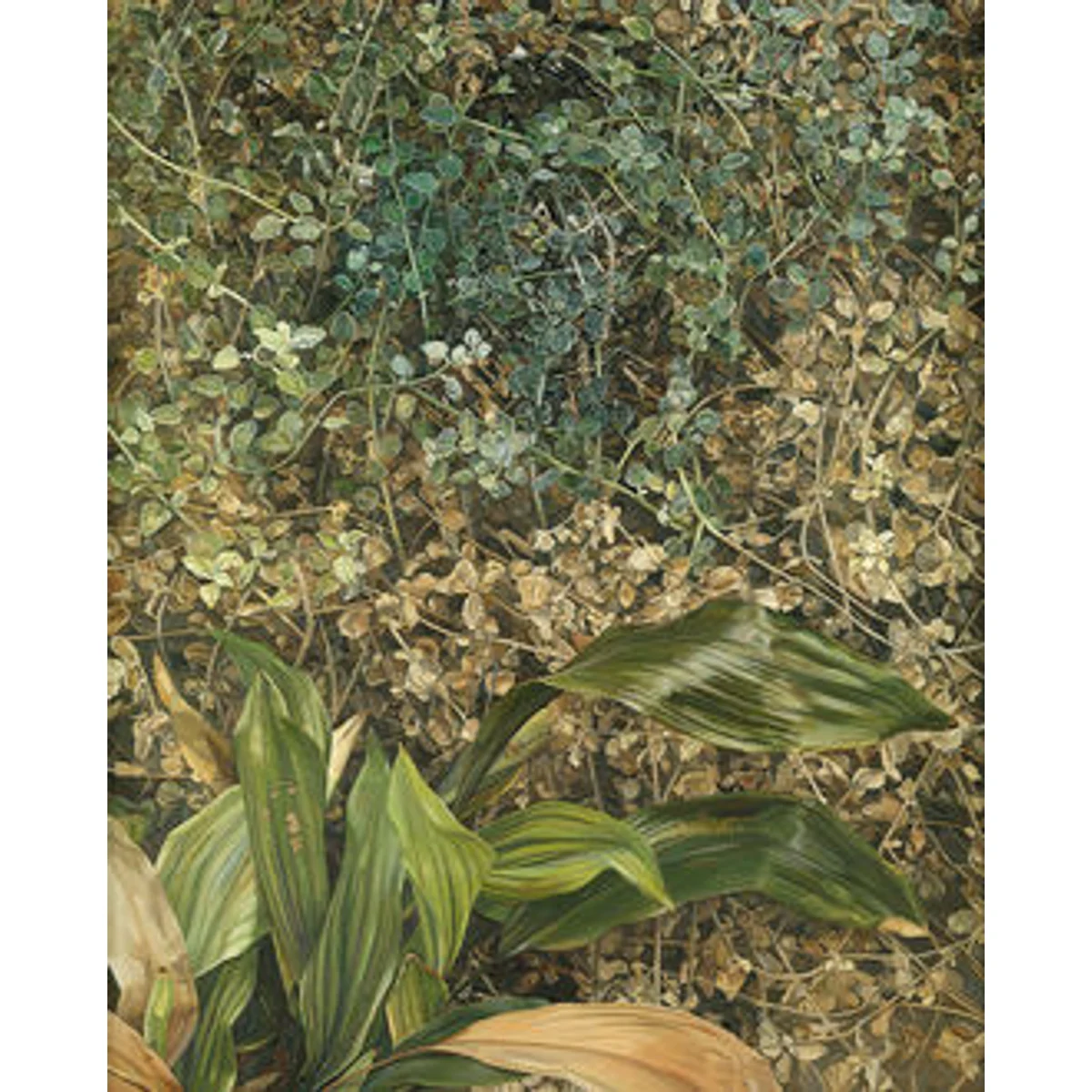 Two Plants by Lucian Freud · Tate Shop.